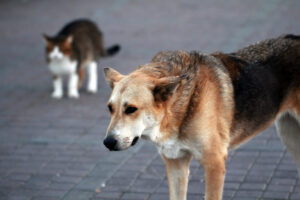How Common Are Dog Bites in Florida?